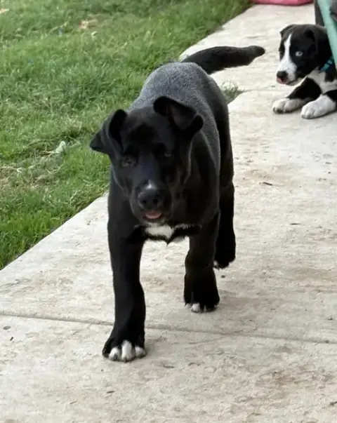 Nico photo 4