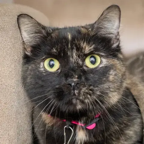 Mya