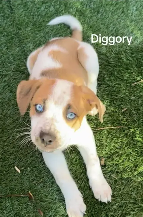 Diggory
