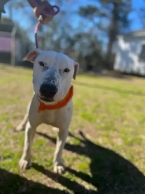 Buddy photo 4