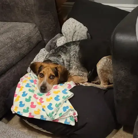 Stanley