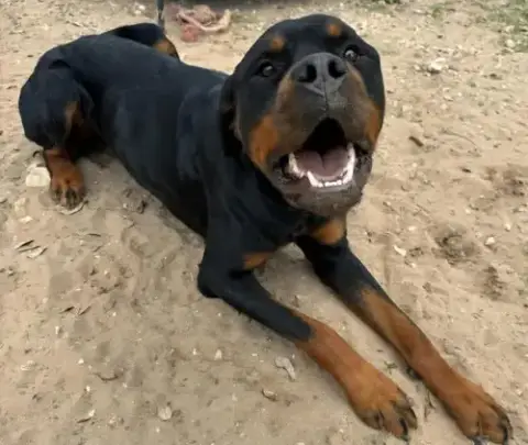 Maximus photo 3