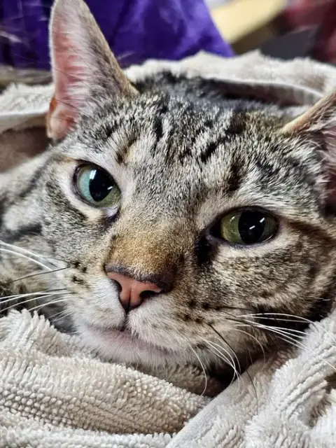 Cat photo 2