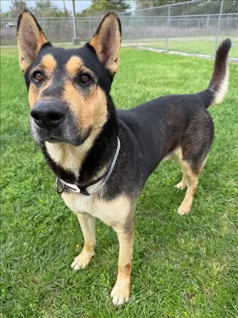 Nacho