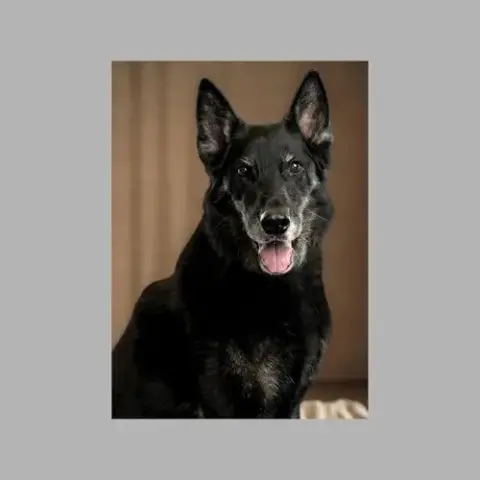 Rocco photo 3
