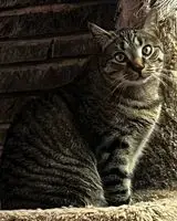 Harley photo 4