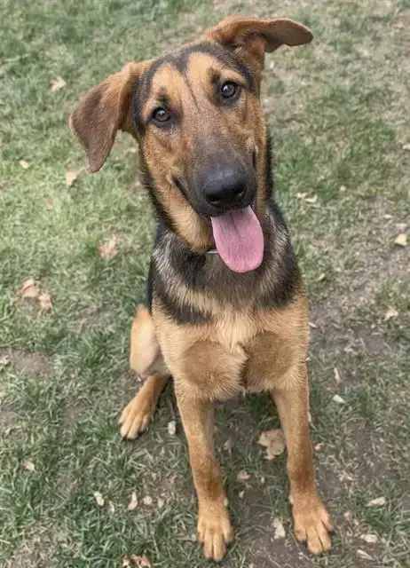 Hazel