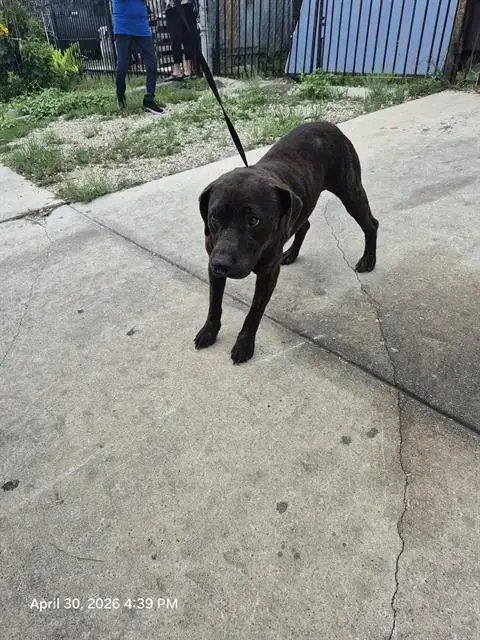 Coco
