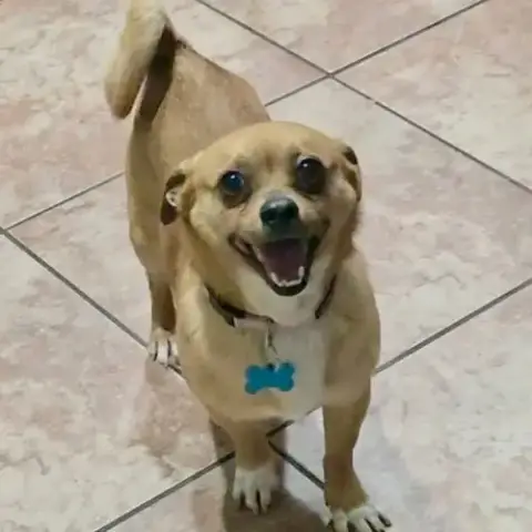 Scrappy Doo