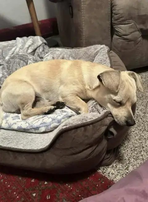 Bagel *Arriving 2/20* photo 2