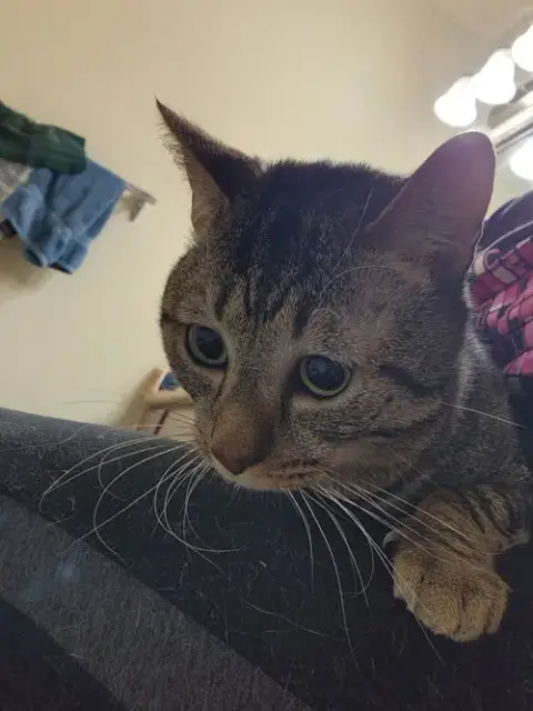 Ziggy