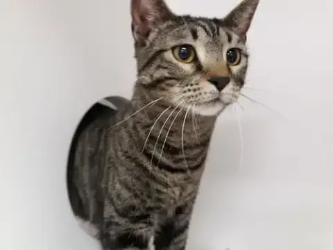 Kiki