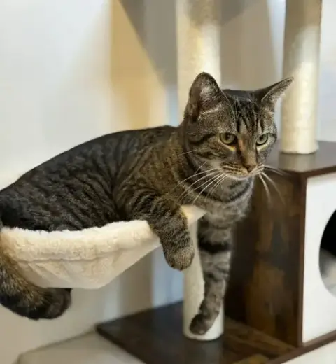 Louie