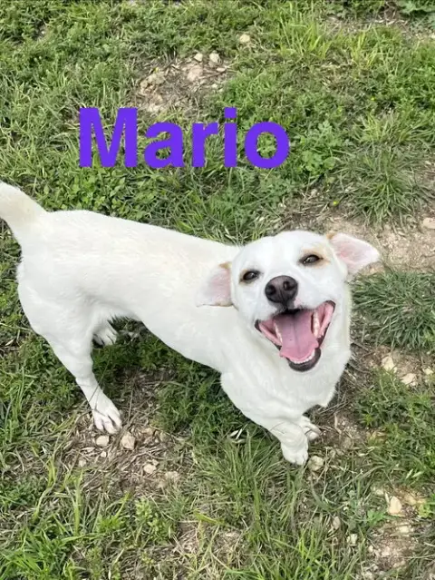 Mario