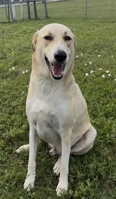 Henry