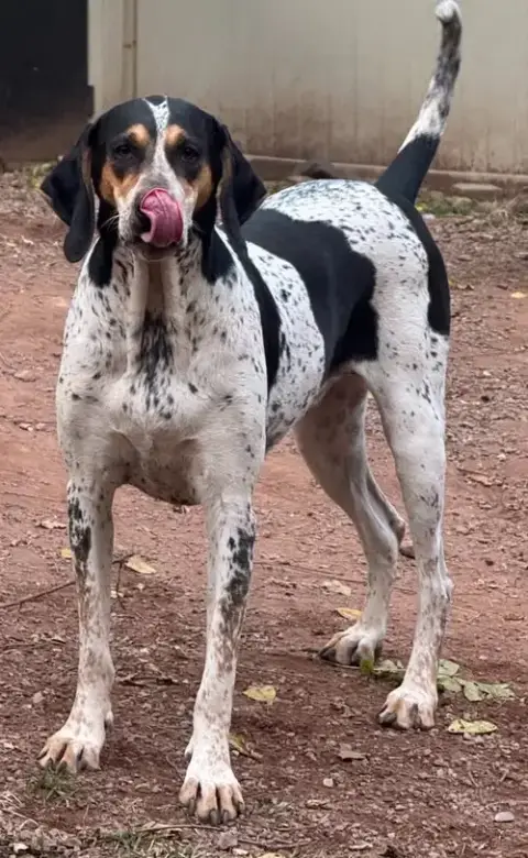 Halle Hound