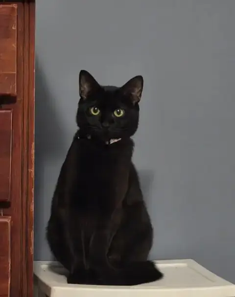 Sheba photo 3