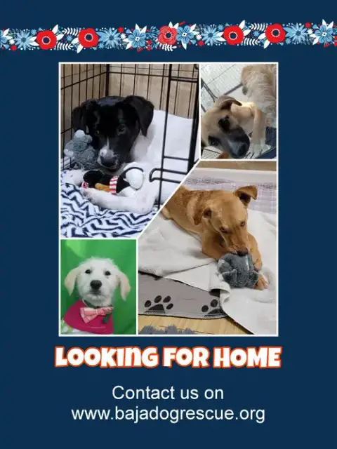 Rescue Dog