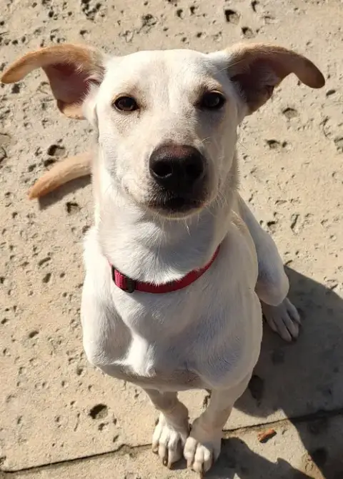 Poppy photo 3