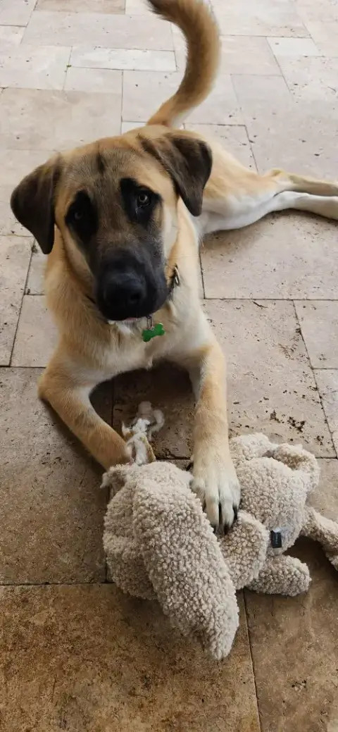Zeus photo 4