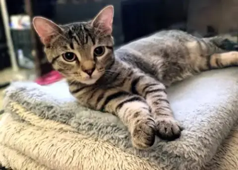 Juniper