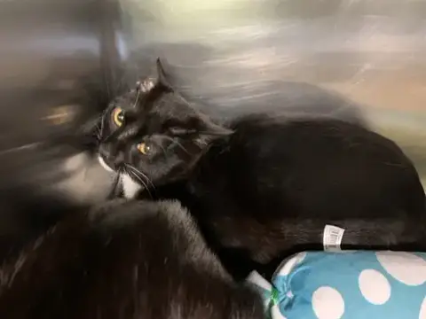 Felix