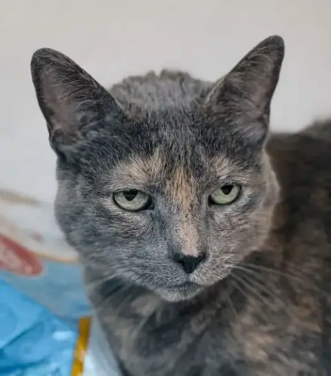 Gemma