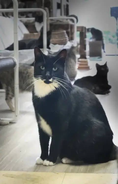 Mr. Wiskers photo 2