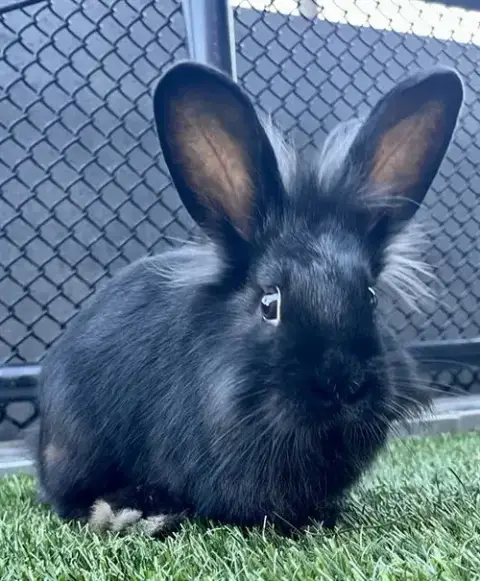 Sesame