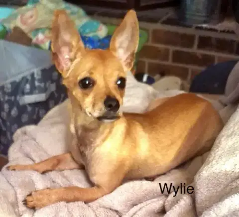 Wylie