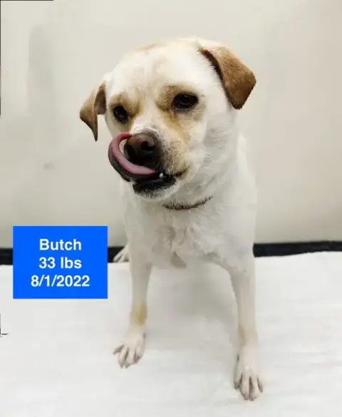Butch photo 2