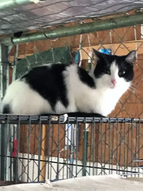 Oreo photo 4