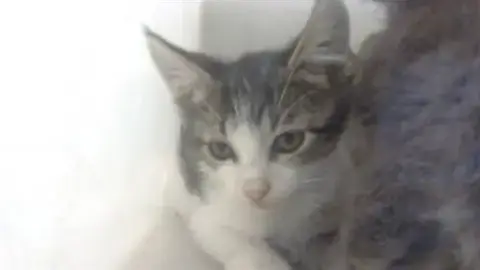 Milo