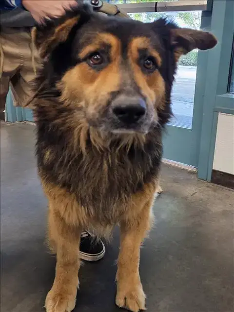 Shaggy