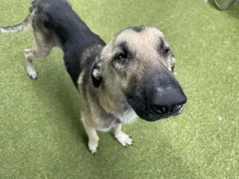 Caspian