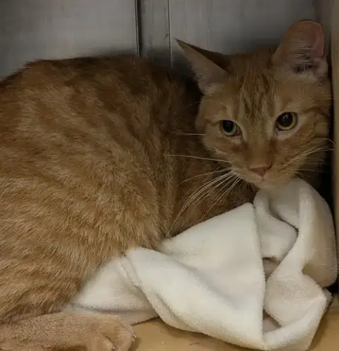 Ginger Boy photo 3