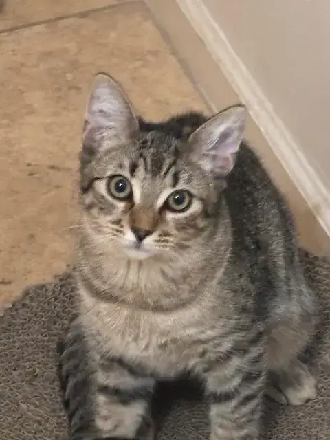 Poppy Purrsome photo 3
