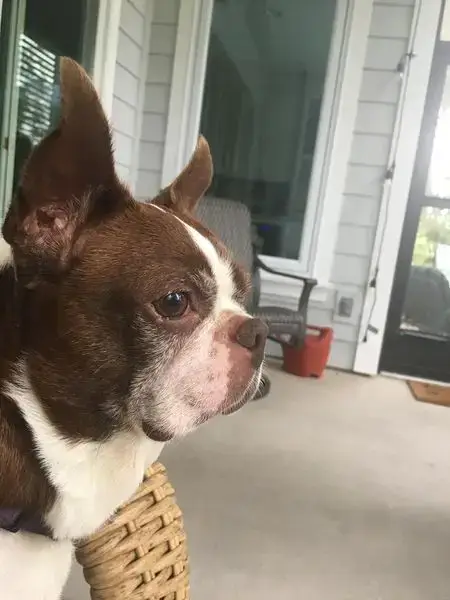Miss Bella photo 3