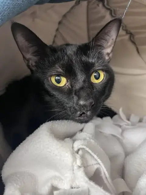 Nala Rm