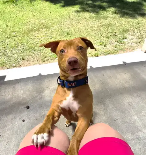 Benji