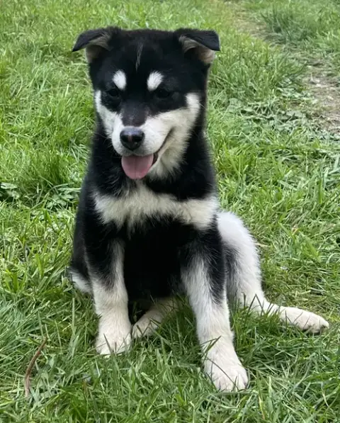 Maple