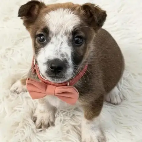 Ian
