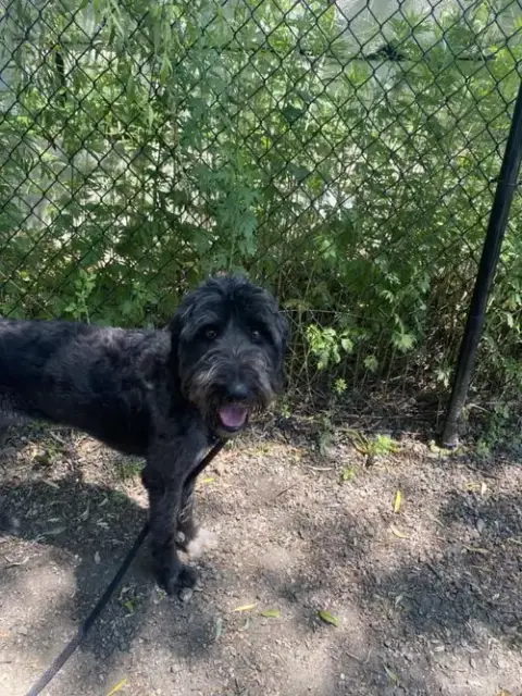 Smokey photo 4