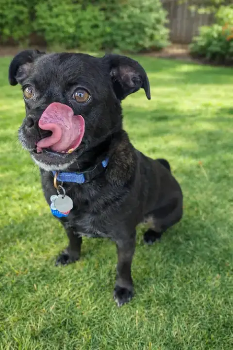 Buddy photo 2