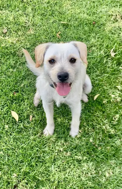 Ringo