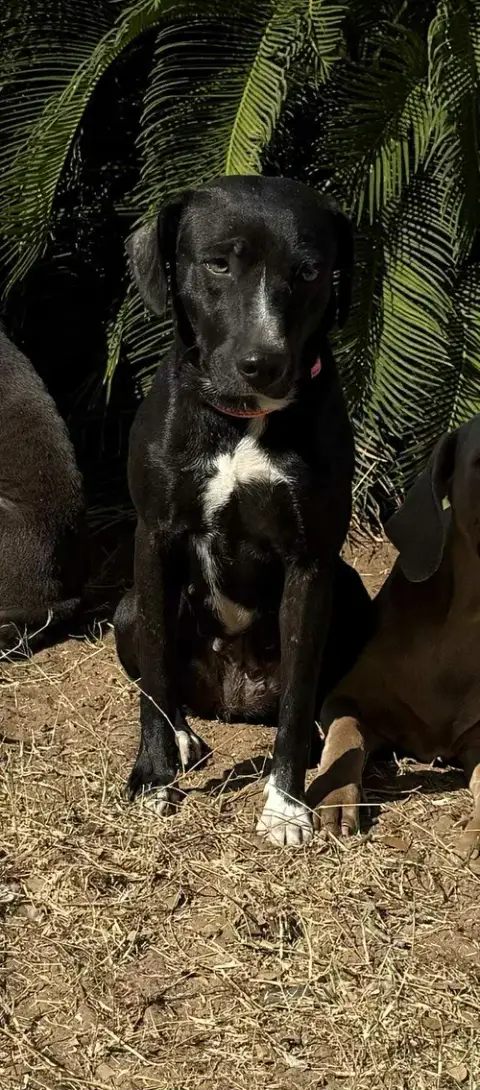 Domino photo 5
