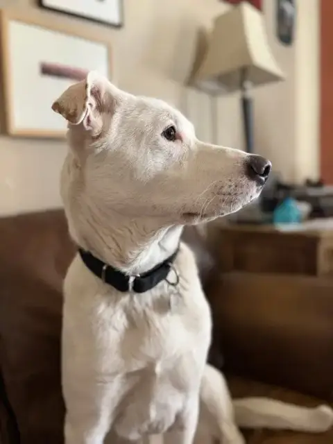 Gus photo 4
