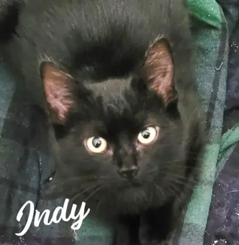 Indy #Copper-Penny-Eyes