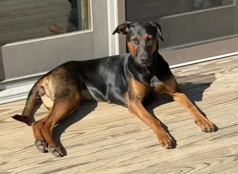 Phoebe photo 3
