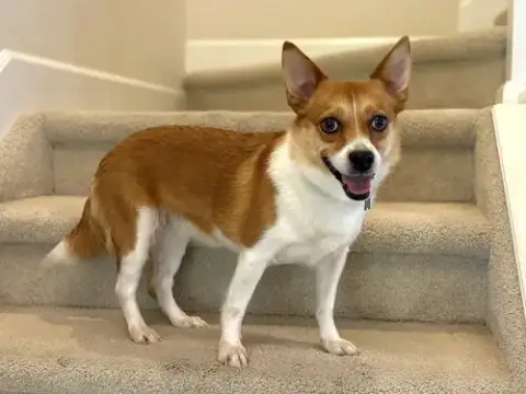 Cookie